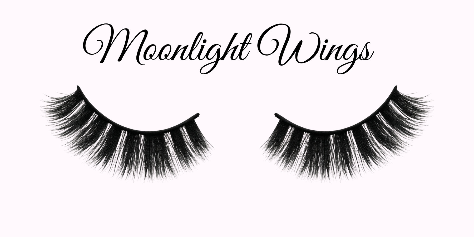 Midnight Wings